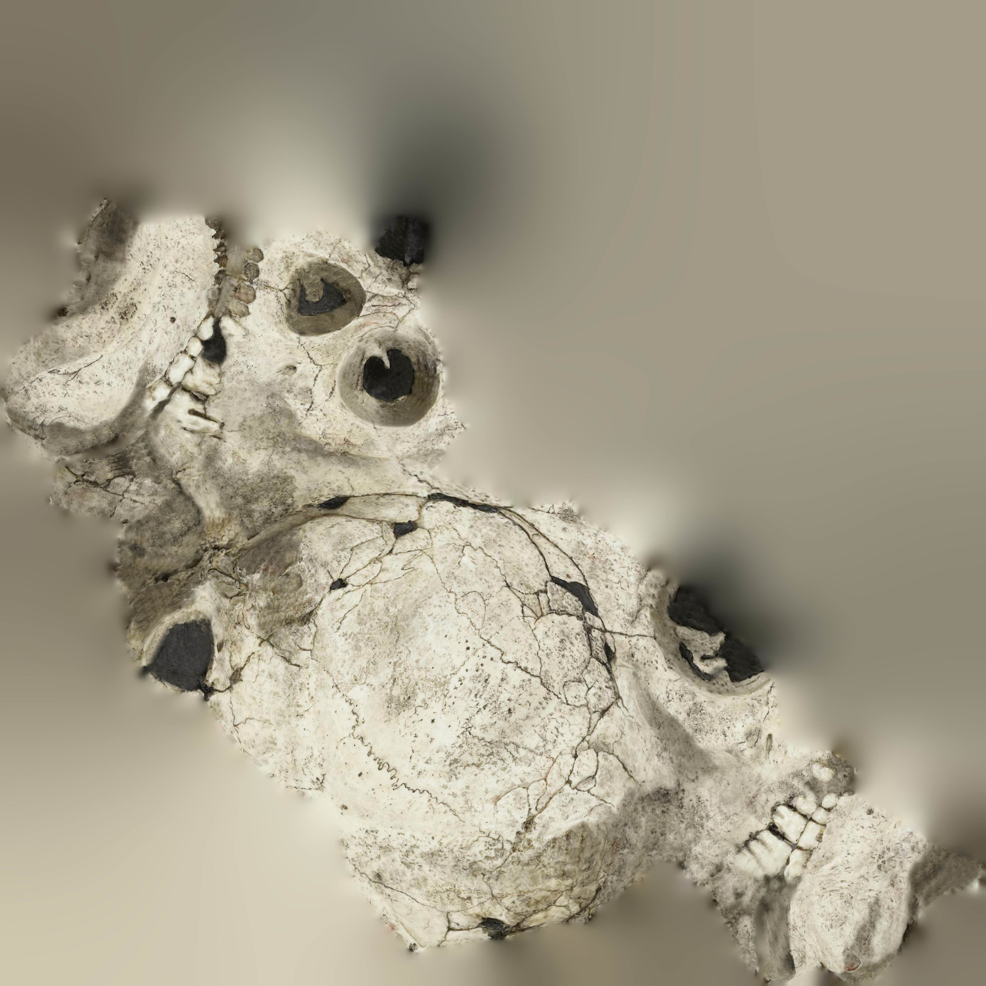  Skull Realistic Homo Erectus Ergaster 3D model Low-poly 3D model_8