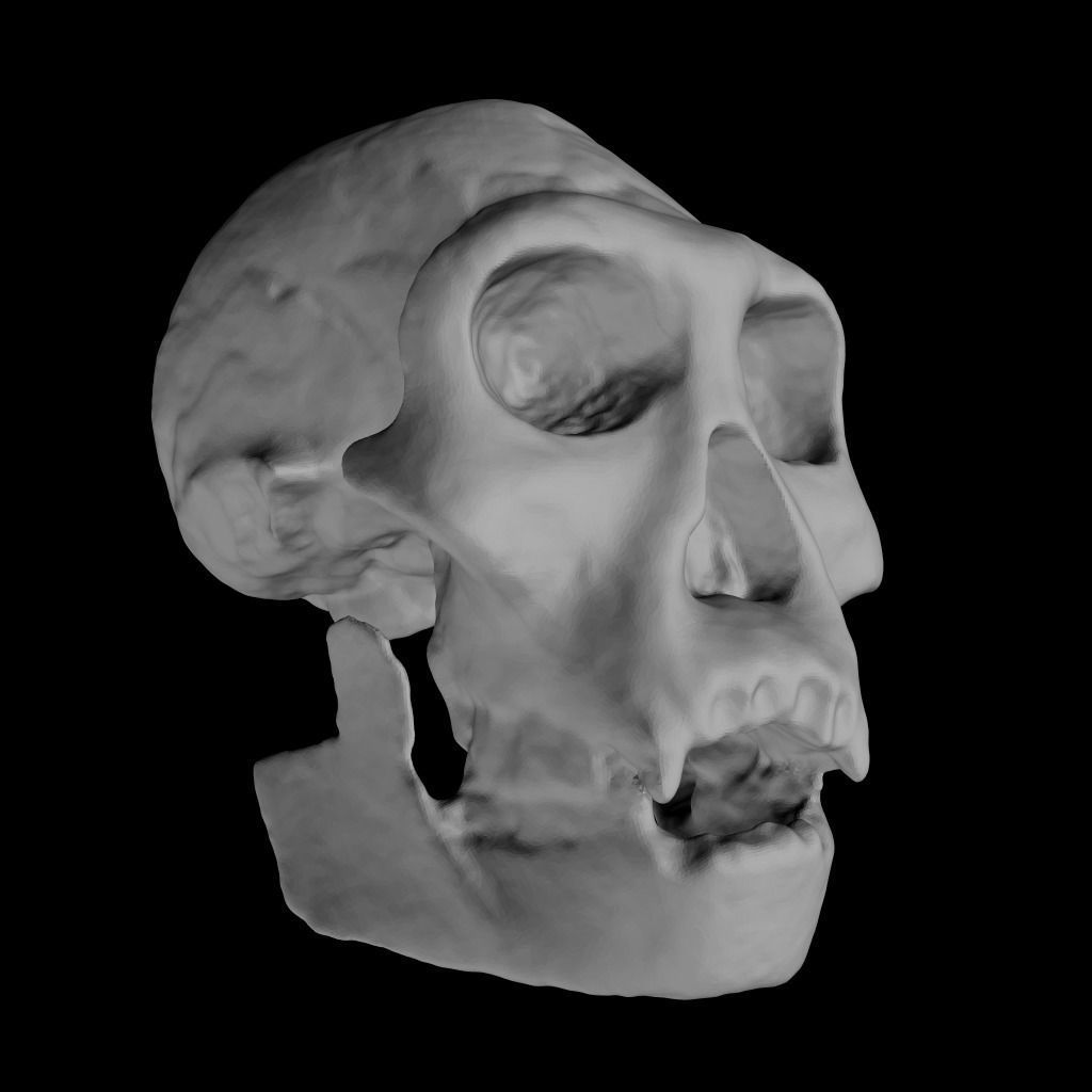  Skull Realistic Homo Erectus Ergaster 3D model Low-poly 3D model_7