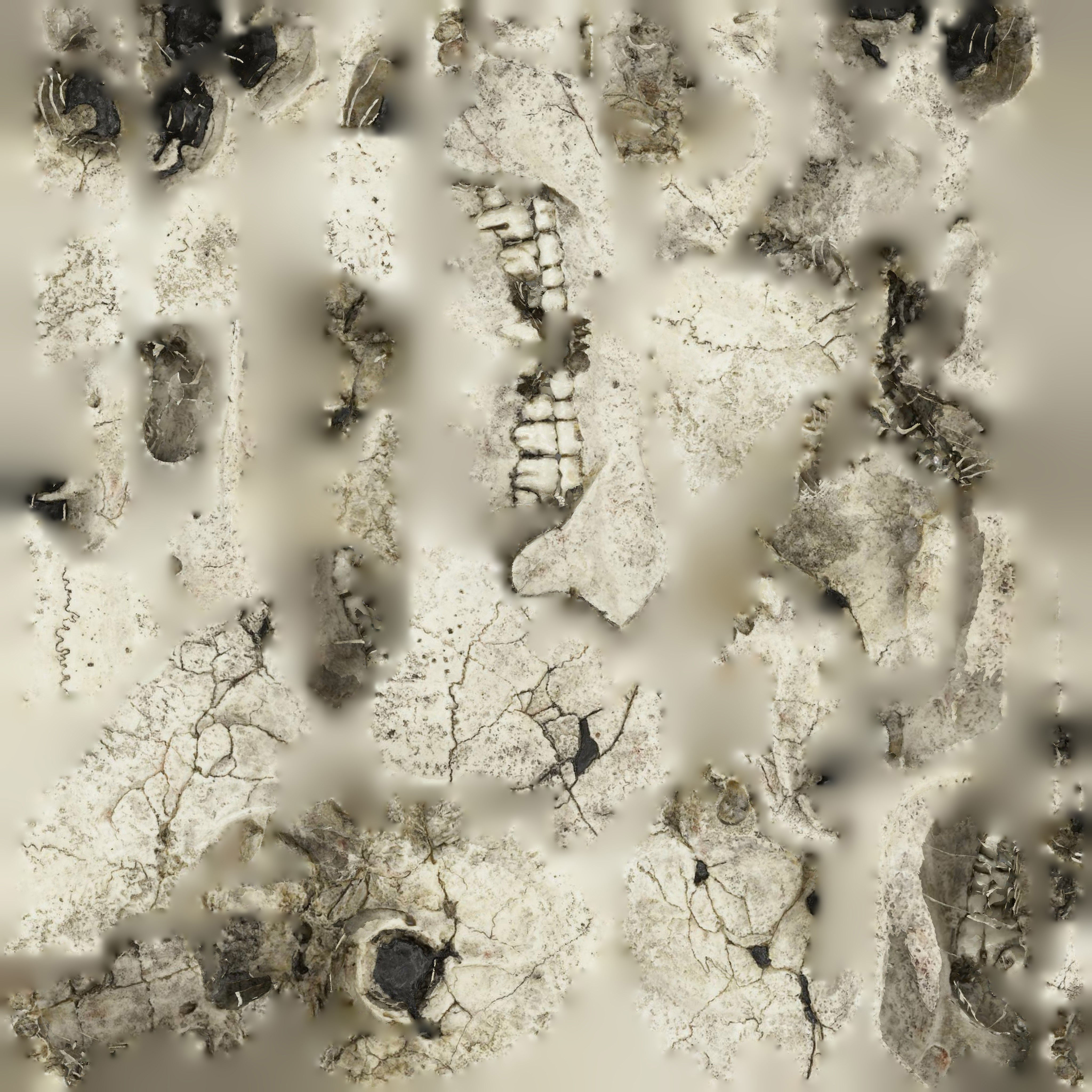  Skull Realistic Homo Erectus Ergaster 3D model Low-poly 3D model_9