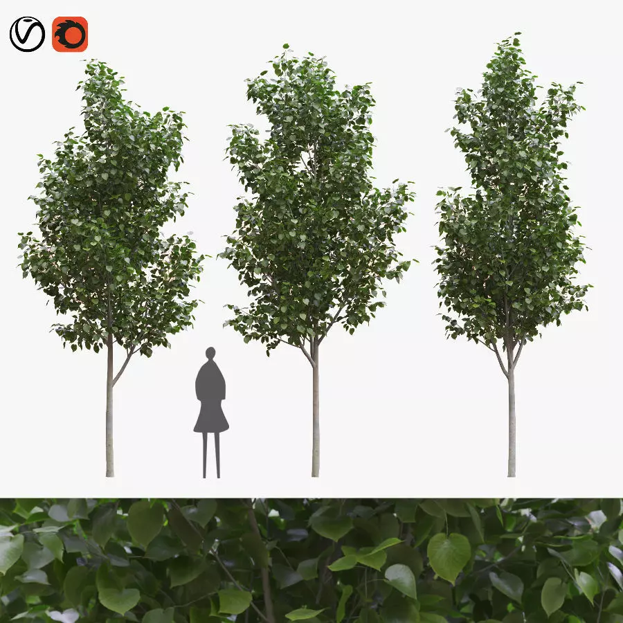 American linden set 01 3D model_0