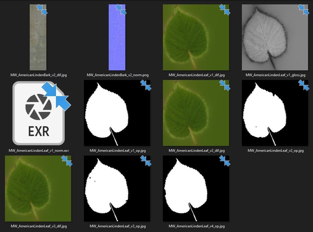 American linden set 01 3D model_5