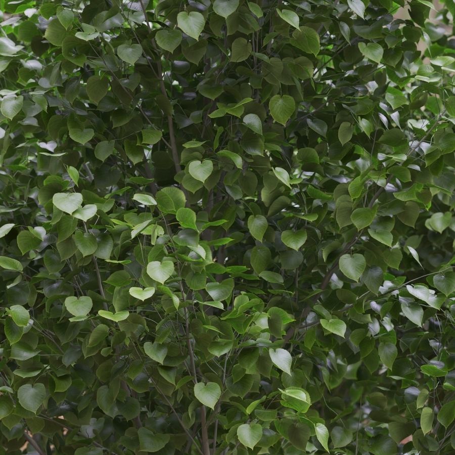 American linden set 01 3D model_1