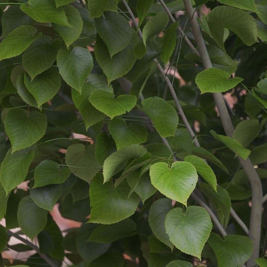 American linden set 01 3D model_2