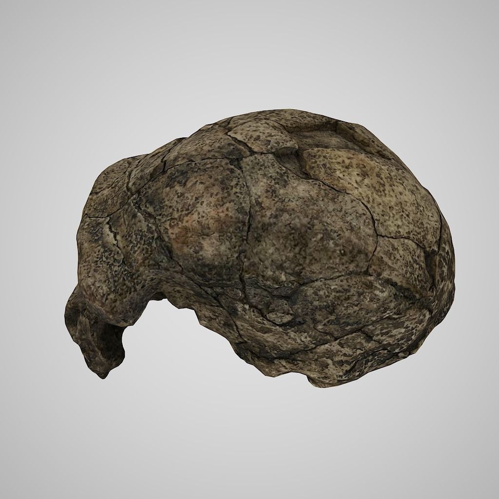 3D Skull Realistic Homo Erectus Sangiran Low-poly 3D model_4