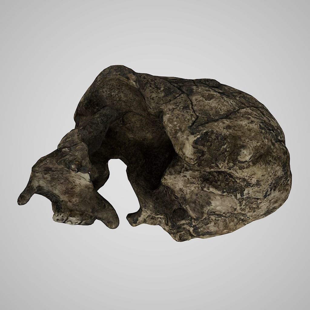 3D Skull Realistic Homo Erectus Sangiran Low-poly 3D model_3