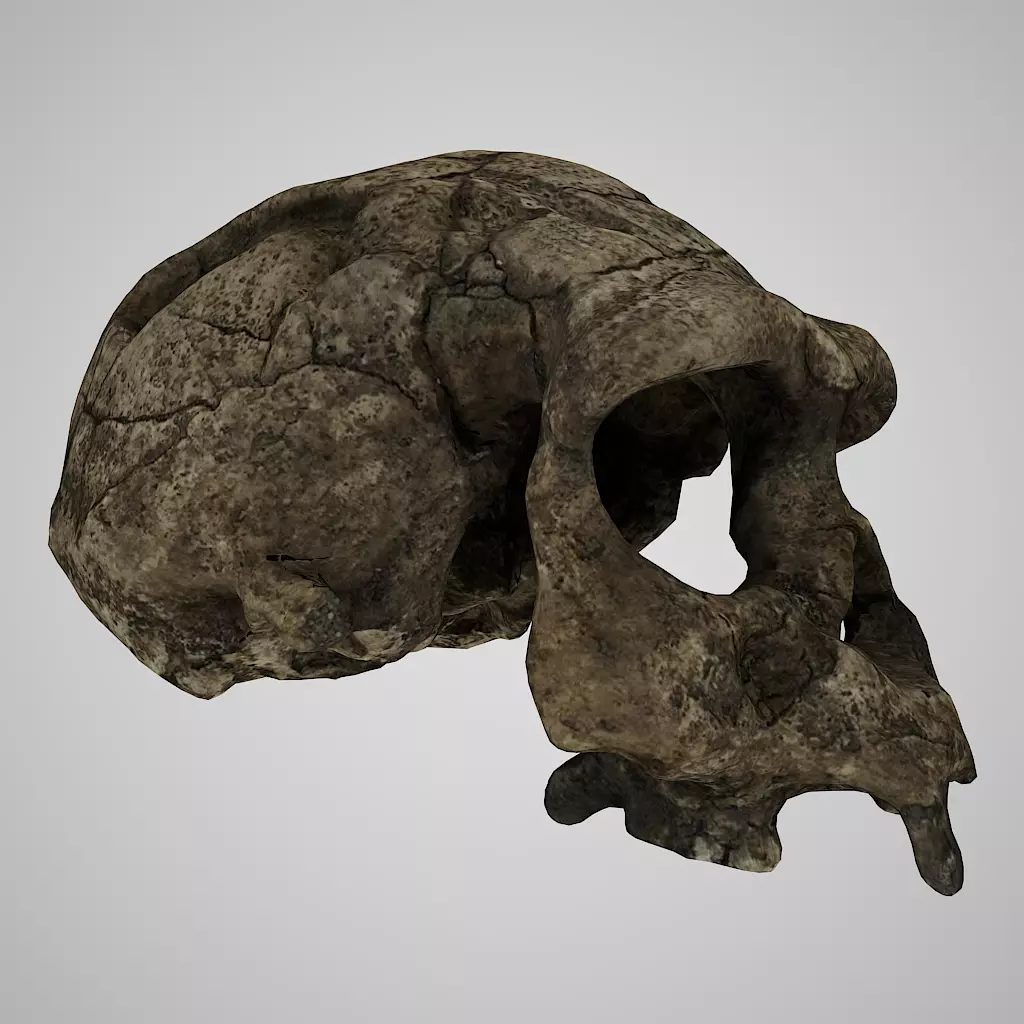 3D Skull Realistic Homo Erectus Sangiran Low-poly 3D model_0