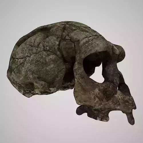 3D Skull Realistic Homo Erectus Sangiran Low-poly 3D model