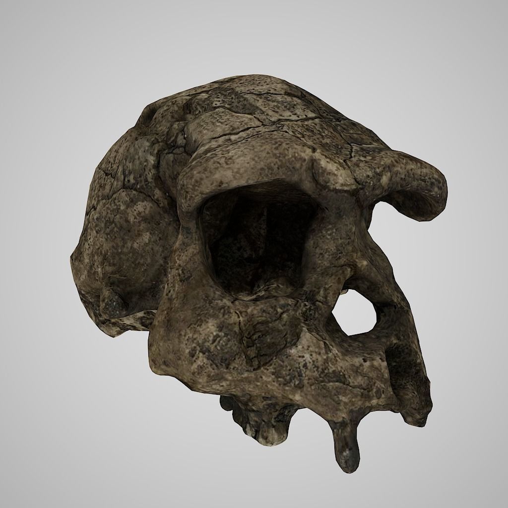 3D Skull Realistic Homo Erectus Sangiran Low-poly 3D model_2