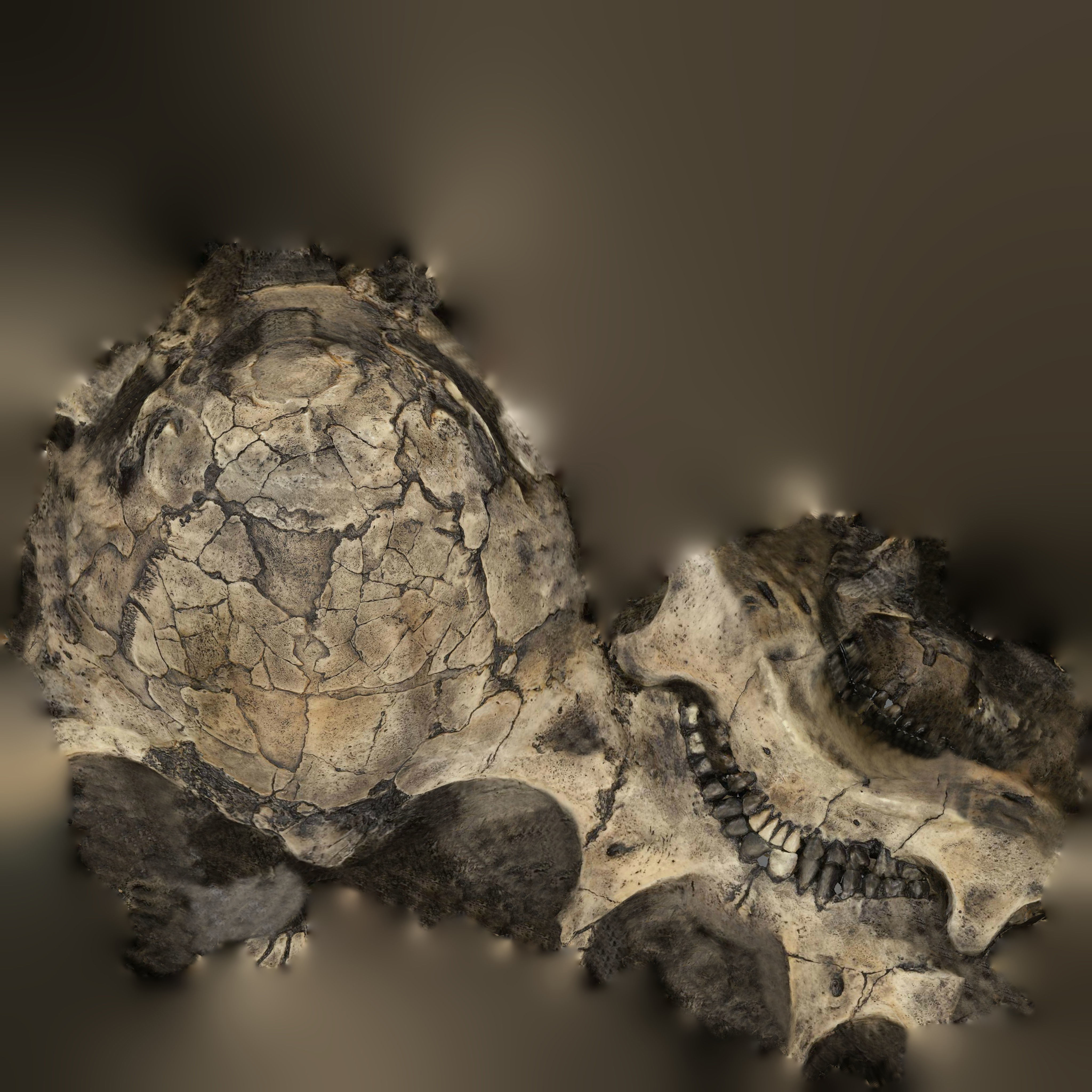  Realisitic Homo Ergaster Nariokotome Boy 3D model Low-poly 3D model_9