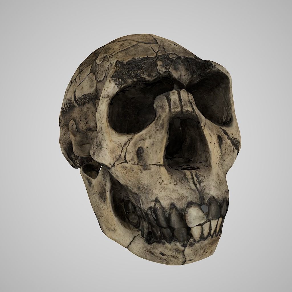  Realisitic Homo Ergaster Nariokotome Boy 3D model Low-poly 3D model_5