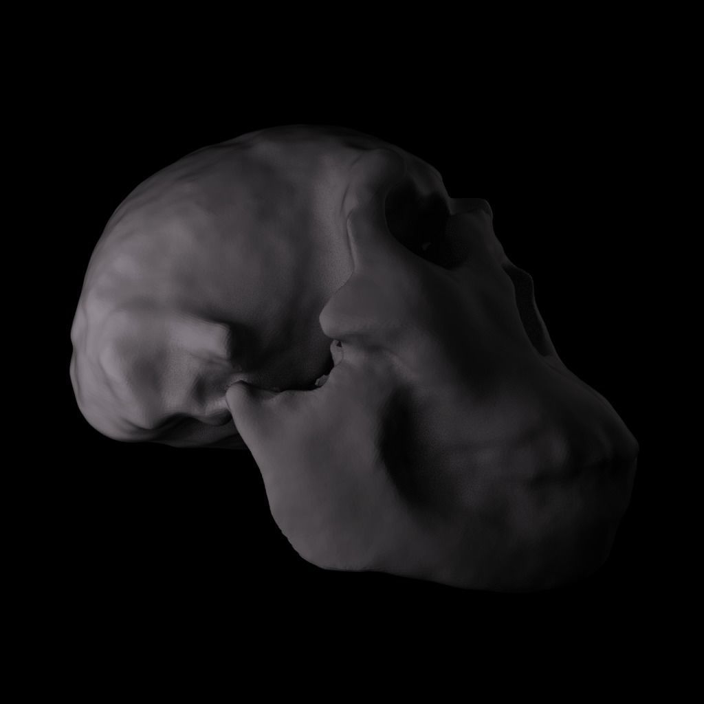  Realisitic Homo Ergaster Nariokotome Boy 3D model Low-poly 3D model_8