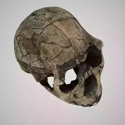  Realisitic Homo Ergaster Nariokotome Boy 3D model