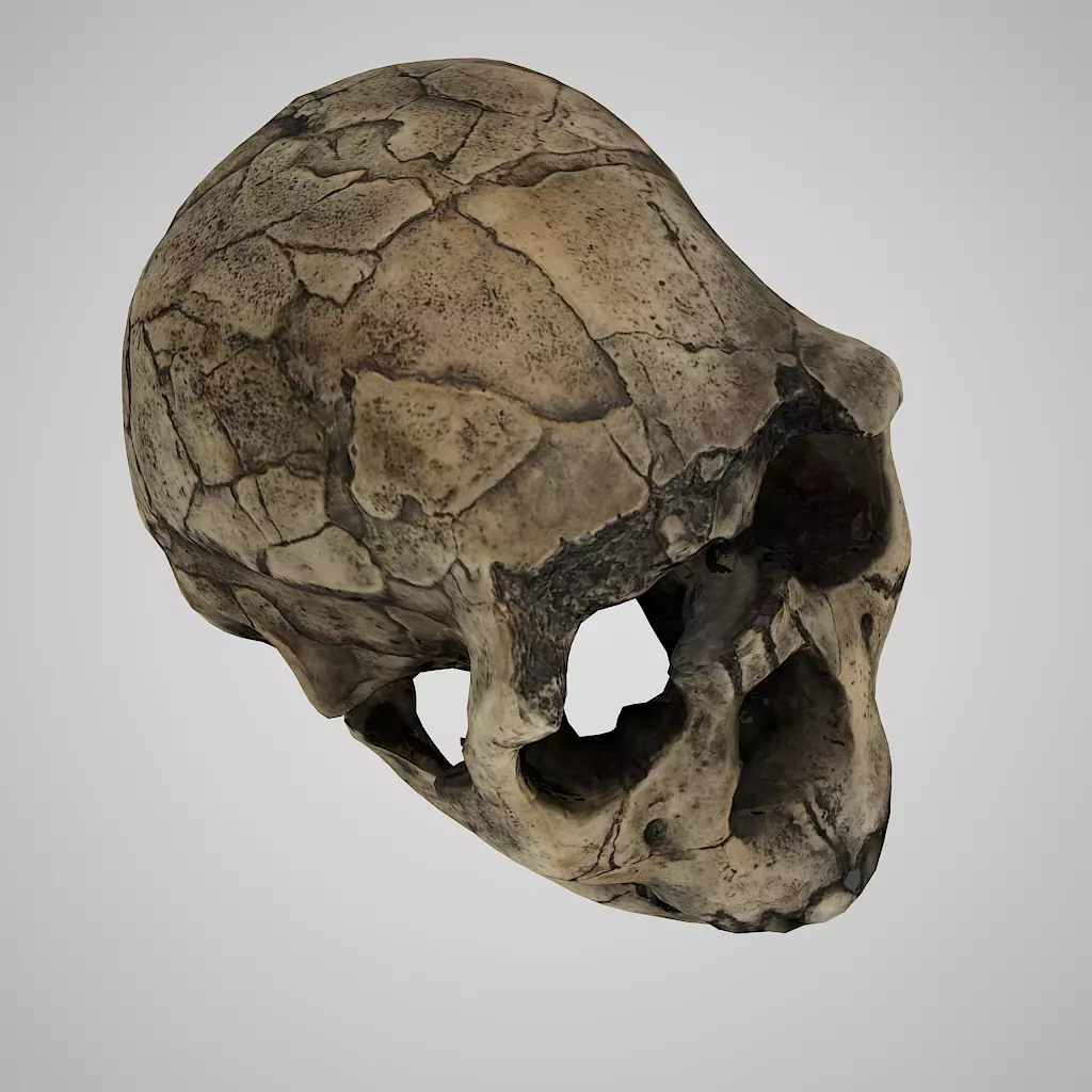  Realisitic Homo Ergaster Nariokotome Boy 3D model Low-poly 3D model_0