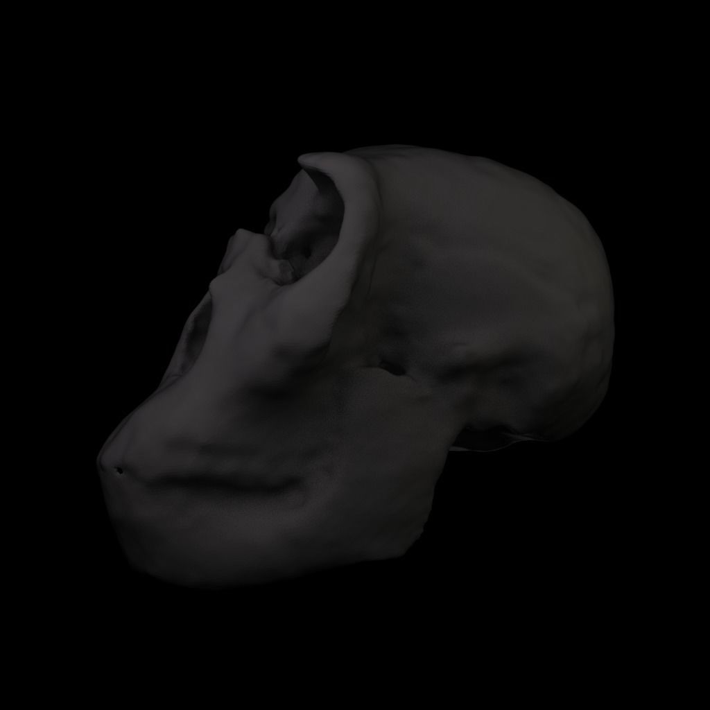  Realisitic Homo Ergaster Nariokotome Boy 3D model Low-poly 3D model_4