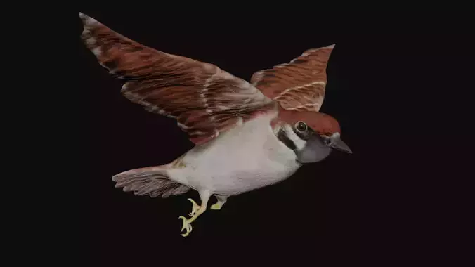 Sparrow bird fully rigged and low poly