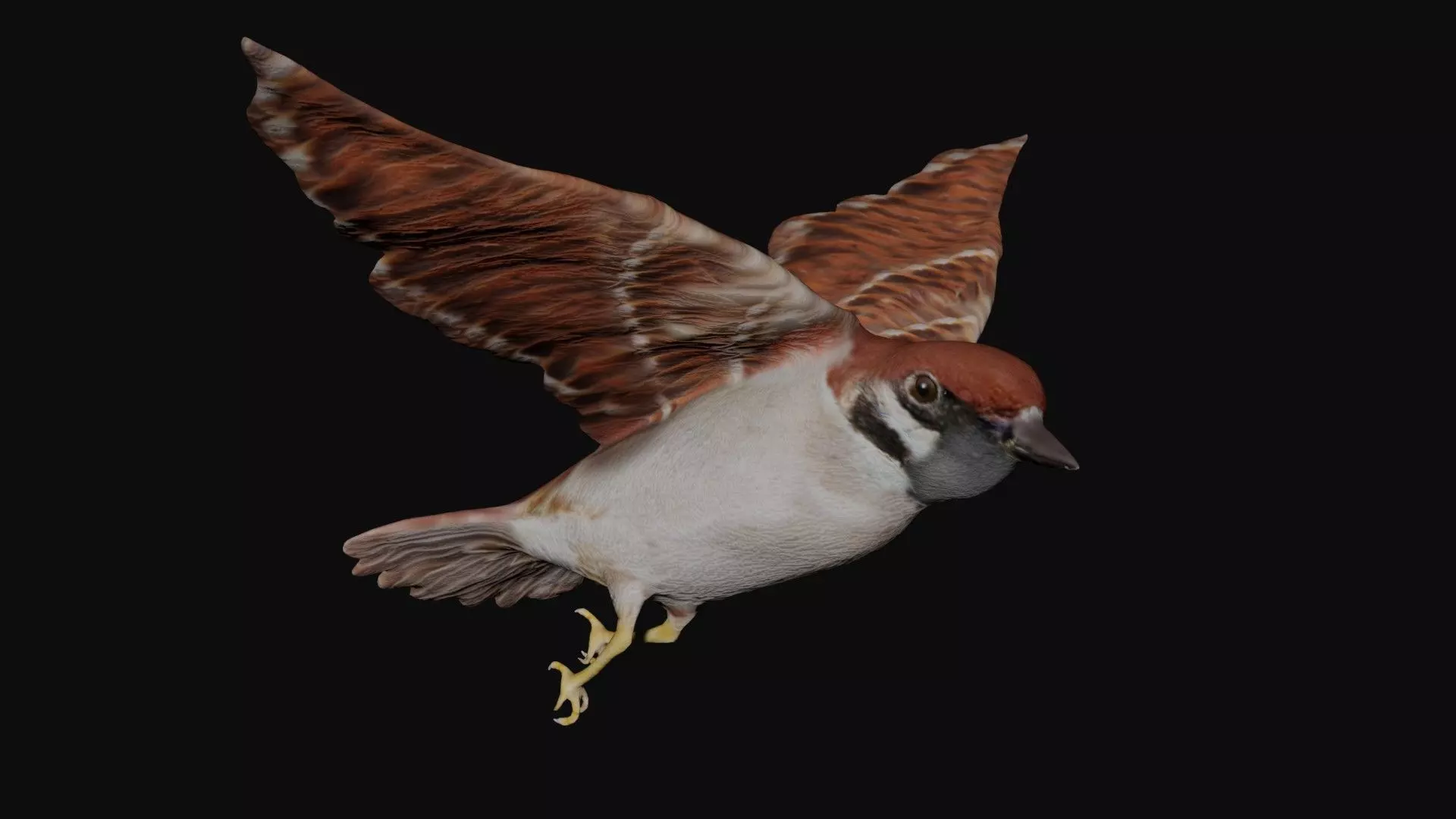 Sparrow bird fully rigged and low poly Low-poly 3D model