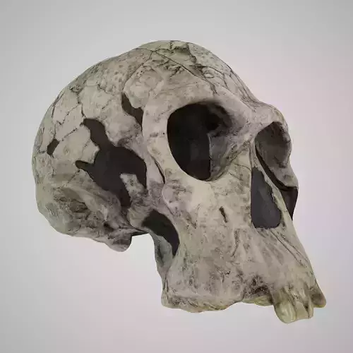 Skull Realistic HOMO HABILIS