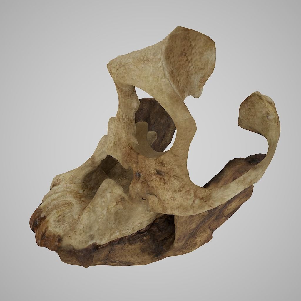 3D model Skull Realistic Siva-pithecus skull 3d model evolution Low-poly 3D model_3