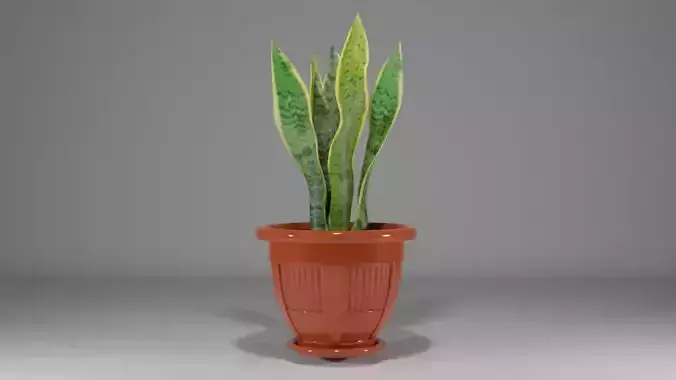 Sansevieria snake plant in pot