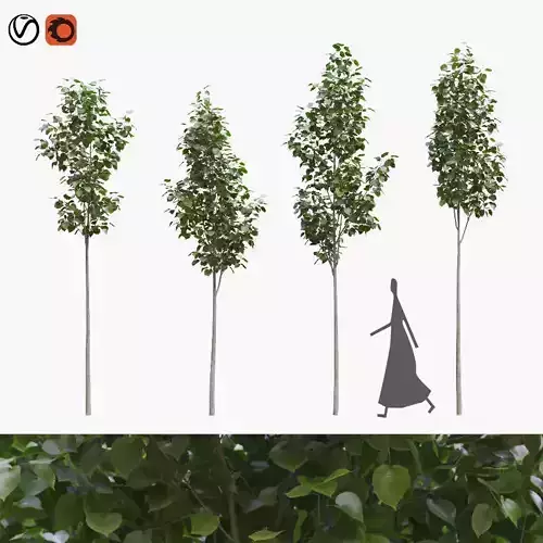 American linden set 02