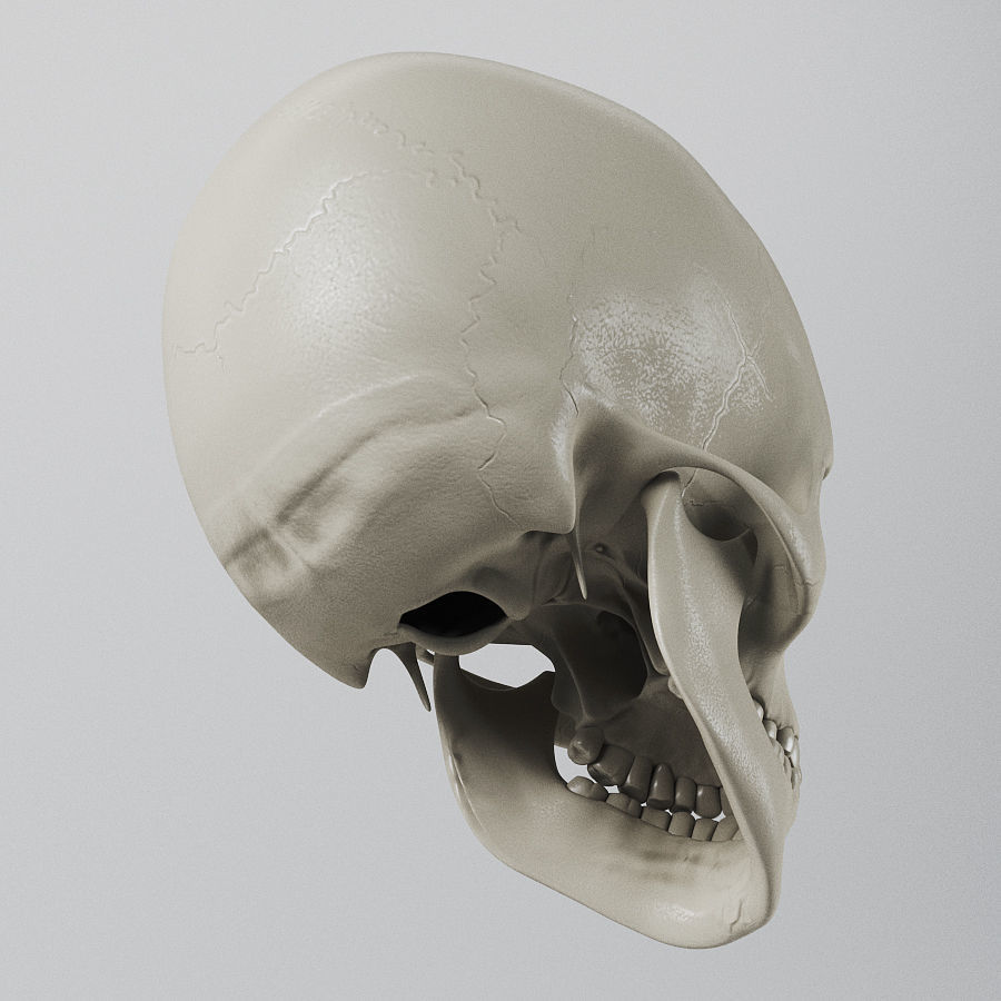 Human Skull - Anatomy 3D model_2