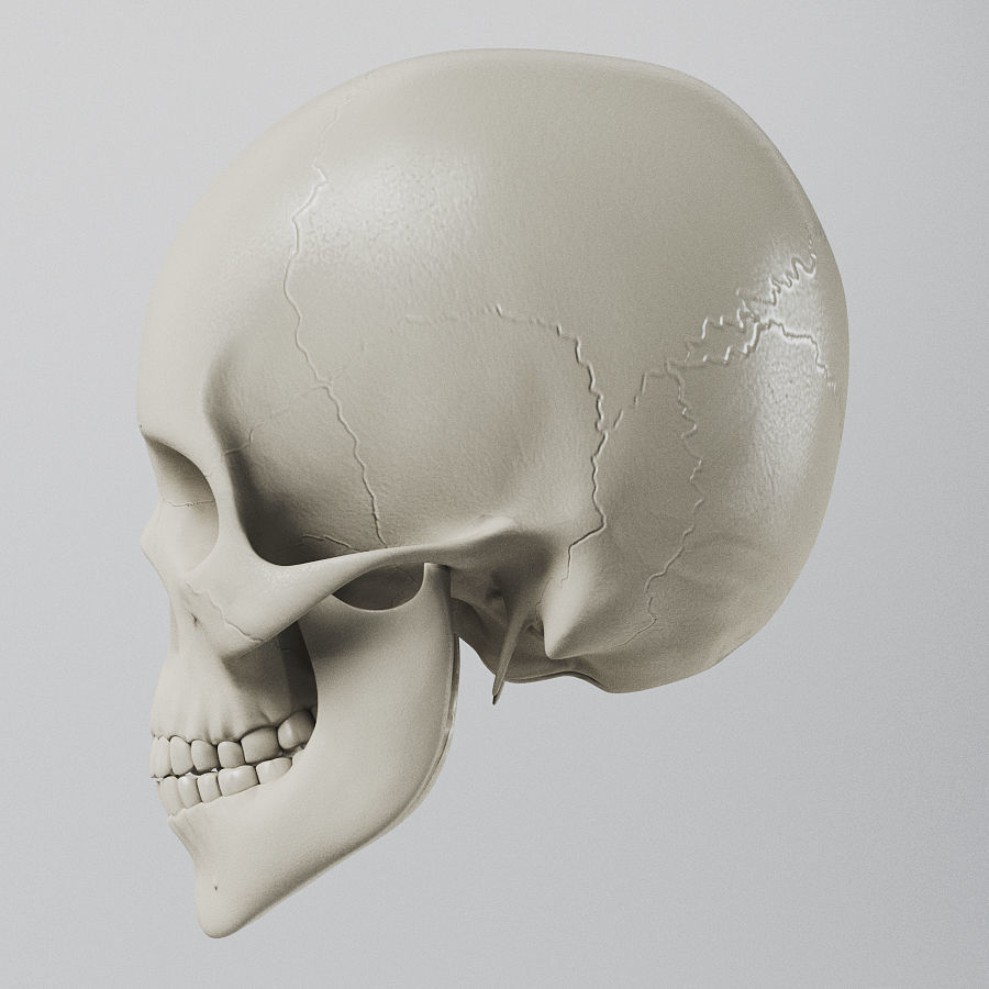 Human Skull - Anatomy 3D model_4