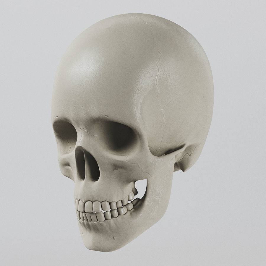 Human Skull - Anatomy 3D model_1