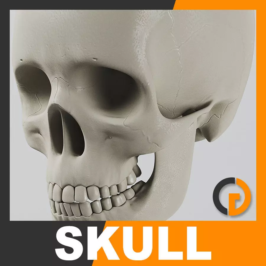 Human Skull - Anatomy 3D model_0