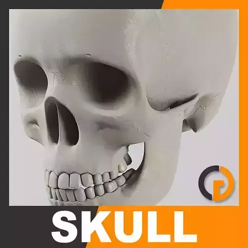 Human Skull - Anatomy