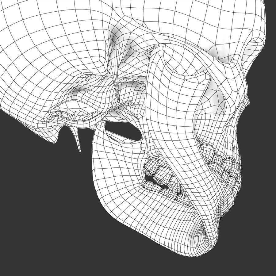 Human Skull - Anatomy 3D model_10