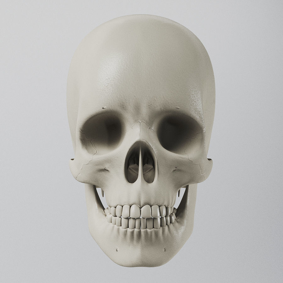 Human Skull - Anatomy 3D model_5