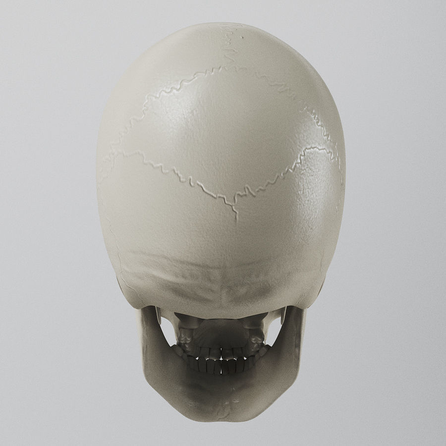 Human Skull - Anatomy 3D model_7