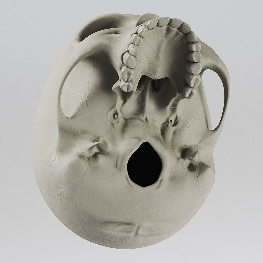 Human Skull - Anatomy 3D model_3