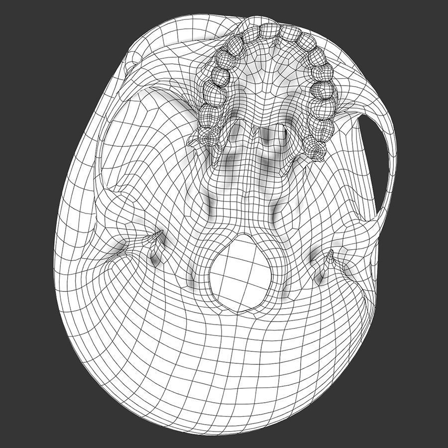 Human Skull - Anatomy 3D model_11