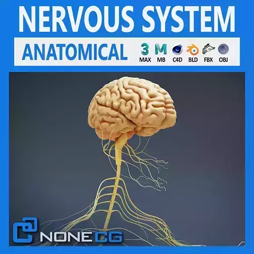 Human Male Nervous Anatomy 3D model
