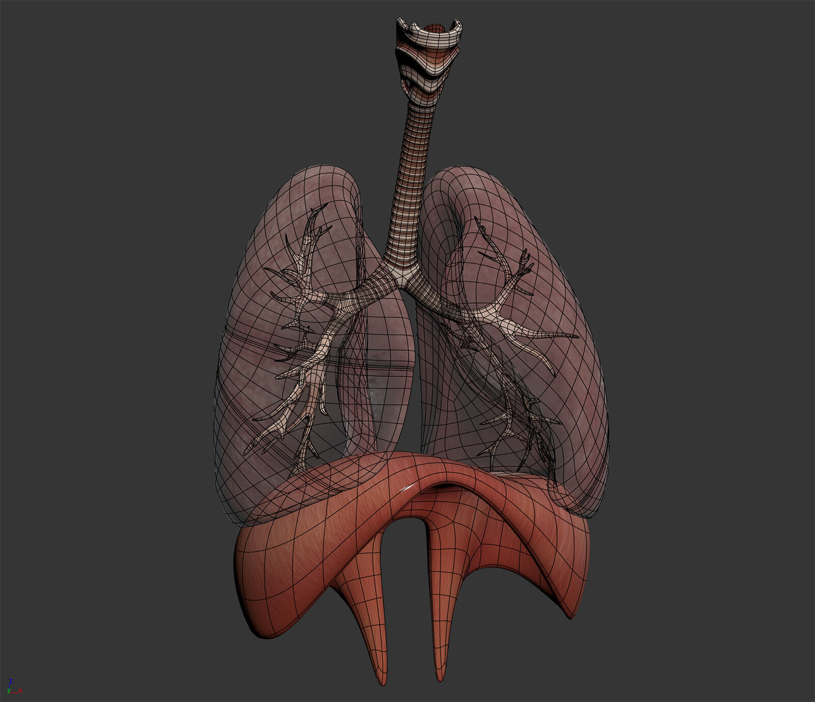 Human Male Respiratory Anatomy 3D model_5