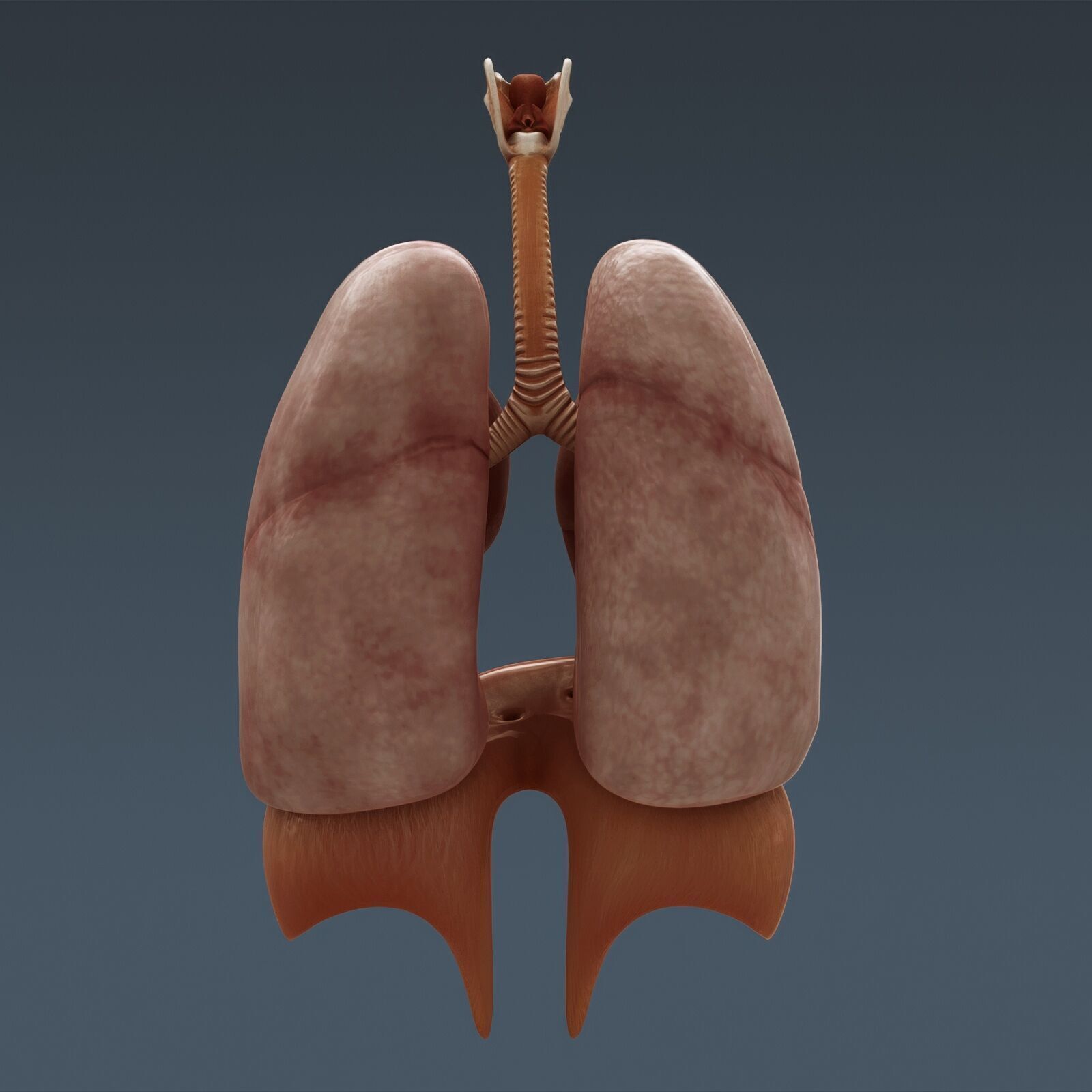 Human Male Respiratory Anatomy 3D model_8