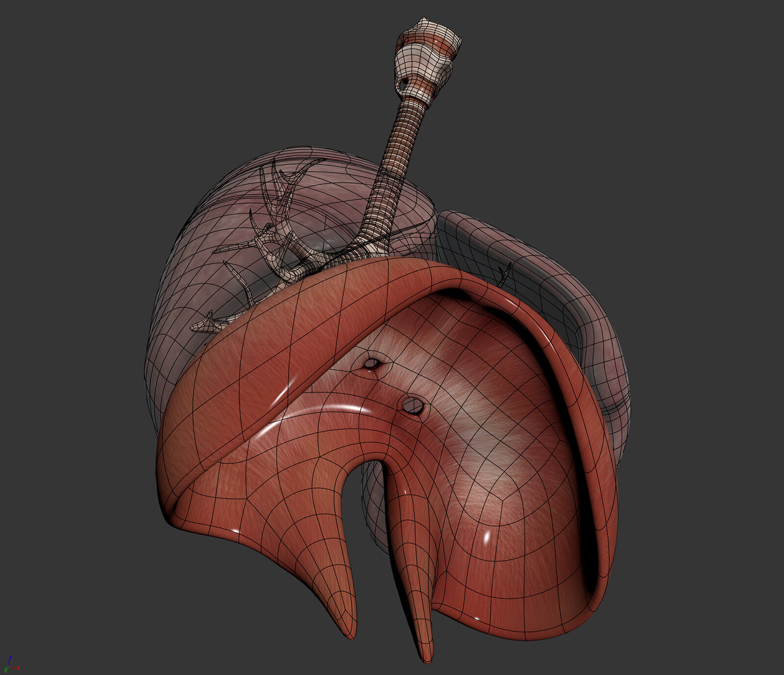 Human Male Respiratory Anatomy 3D model_17