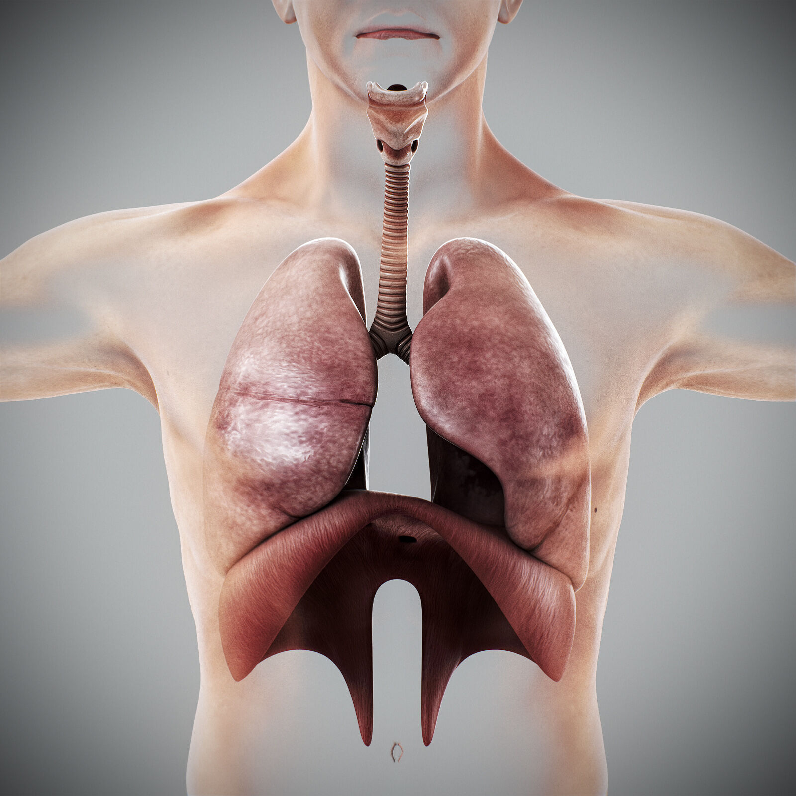 Human Male Respiratory Anatomy 3D model_12
