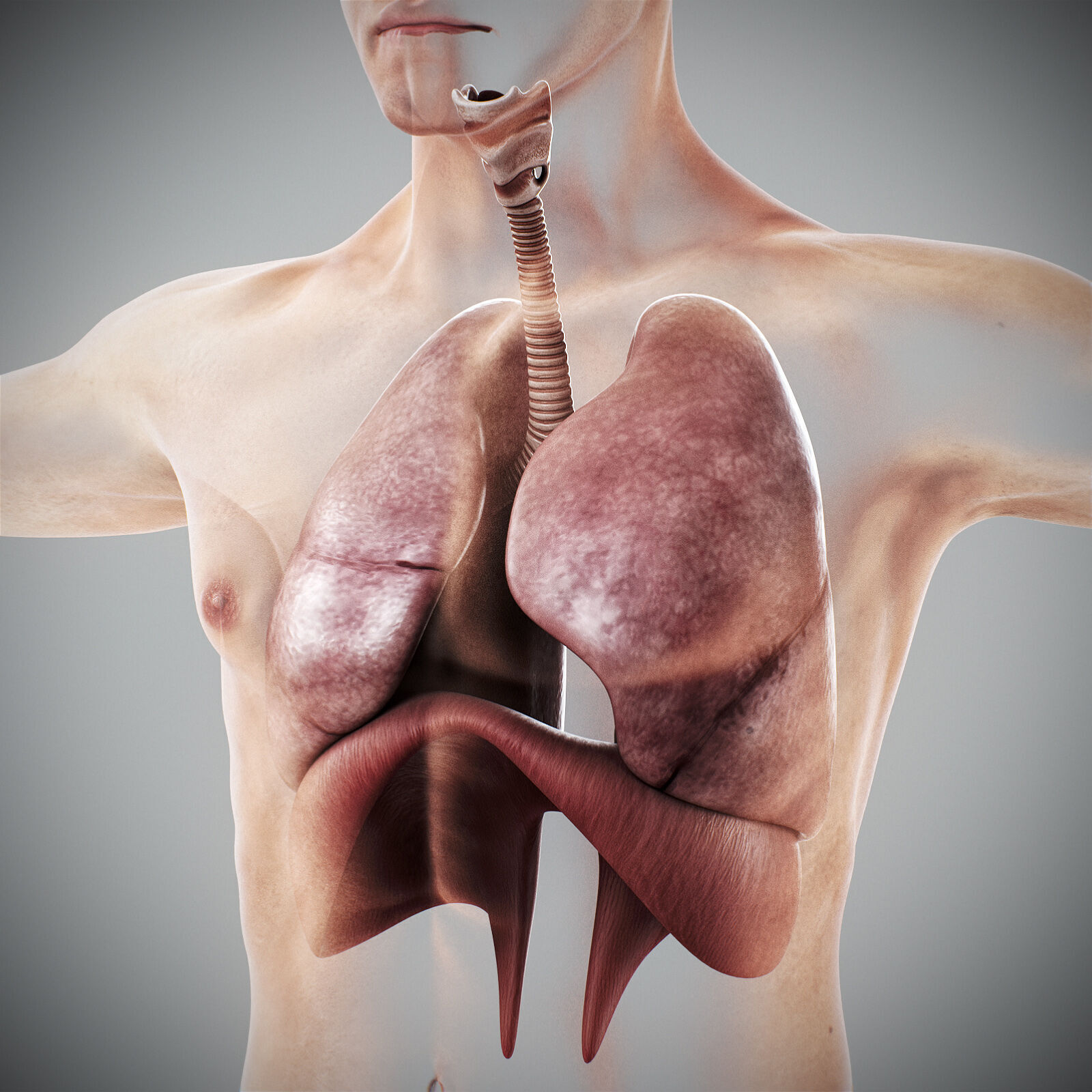 Human Male Respiratory Anatomy 3D model_4