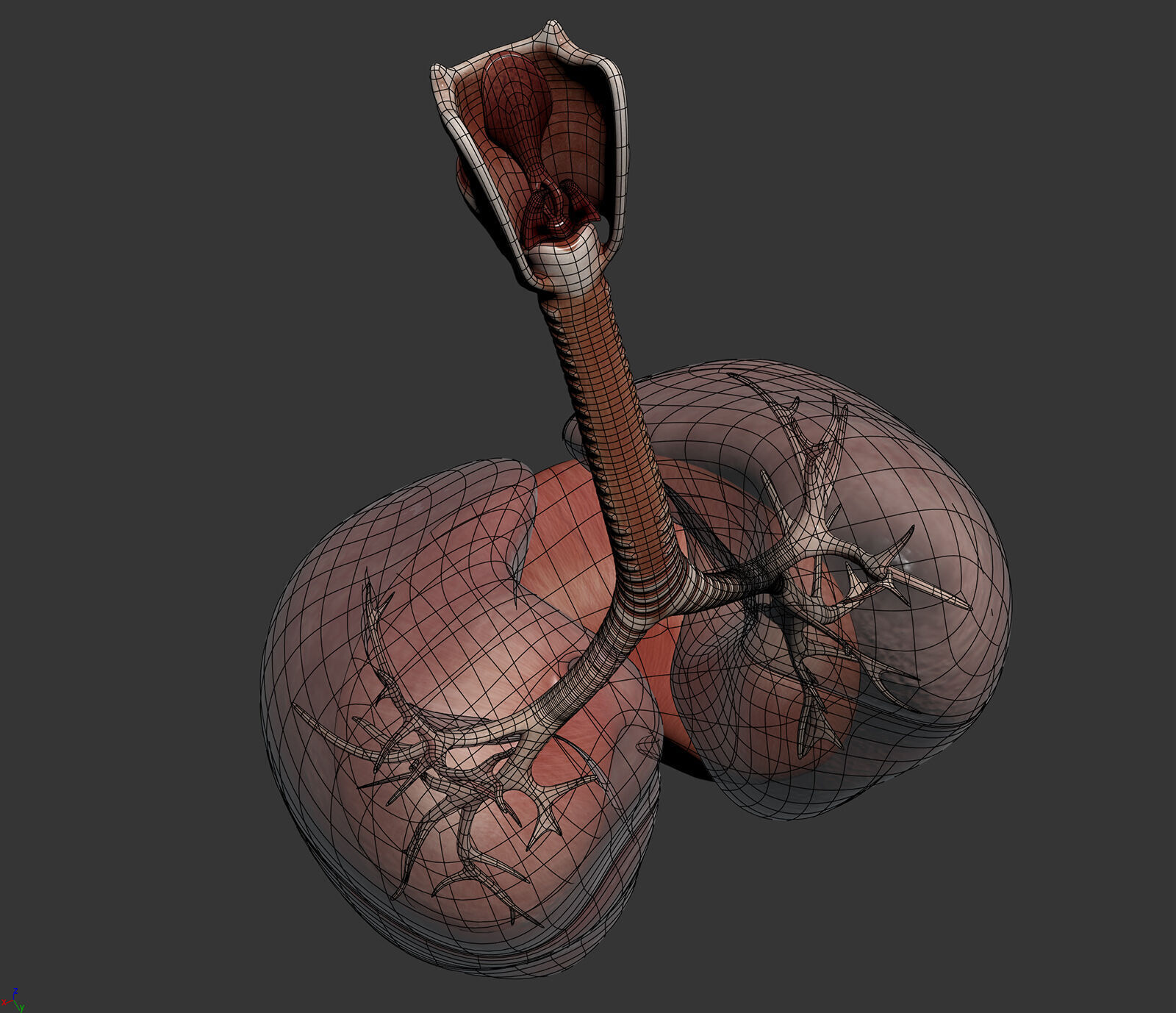 Human Male Respiratory Anatomy 3D model_16