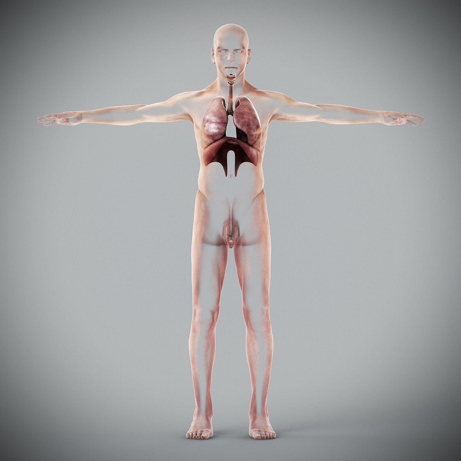 Human Male Respiratory Anatomy 3D model_13