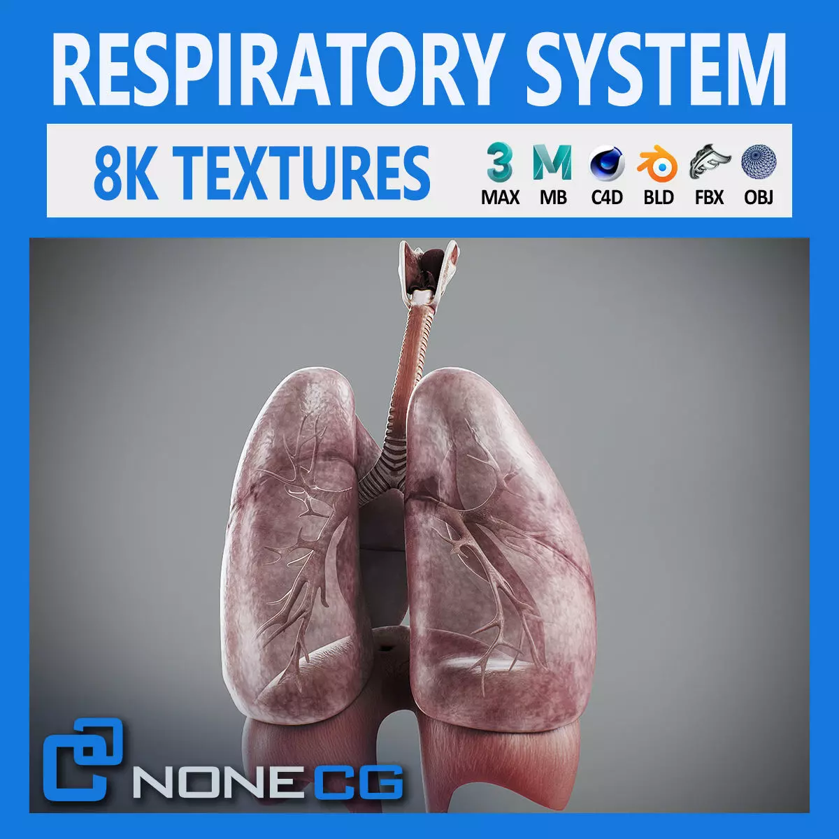 Human Male Respiratory Anatomy 3D model_0