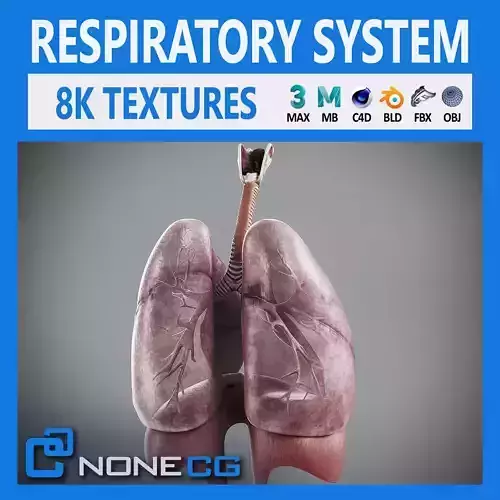 Human Male Respiratory Anatomy 3D model