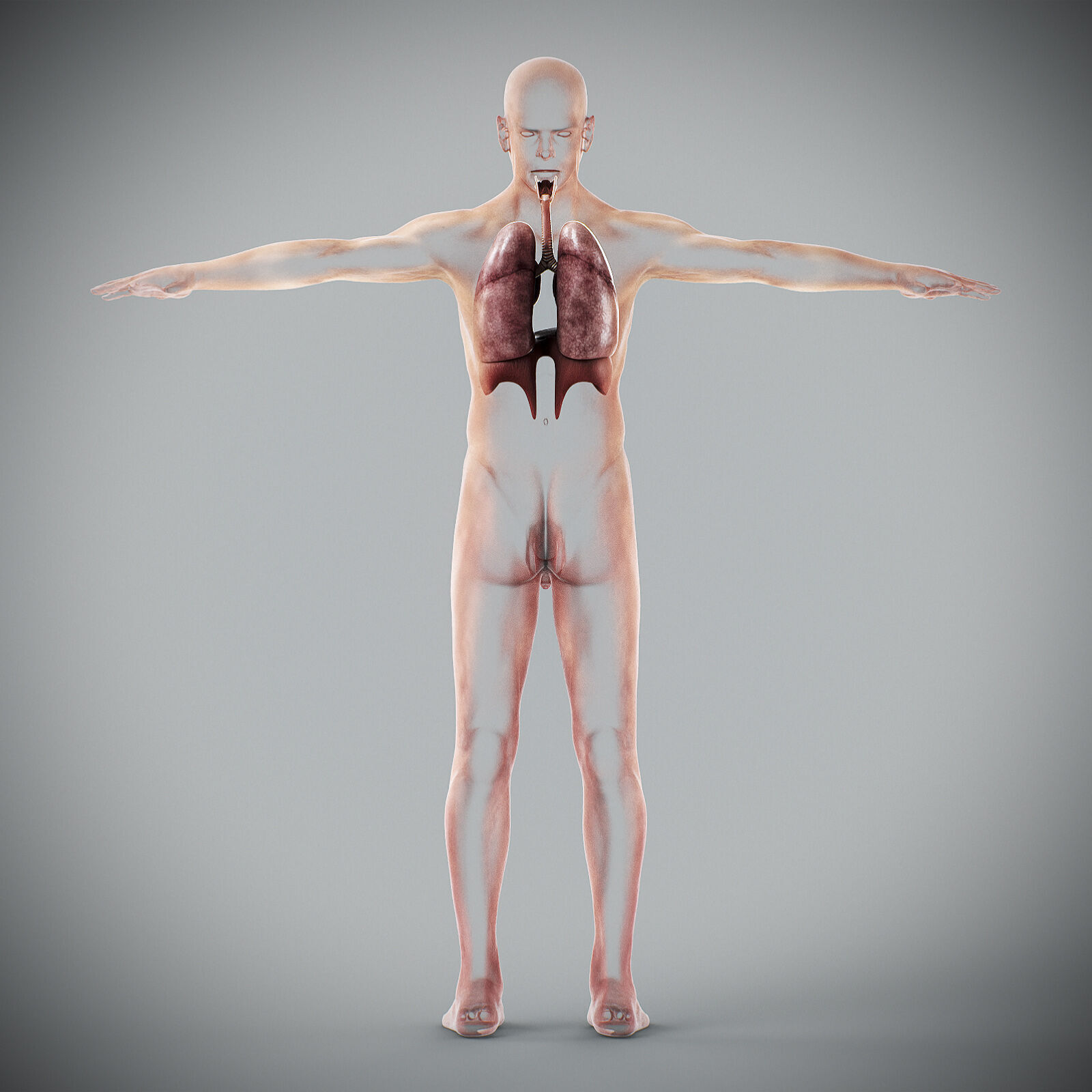 Human Male Respiratory Anatomy 3D model_14