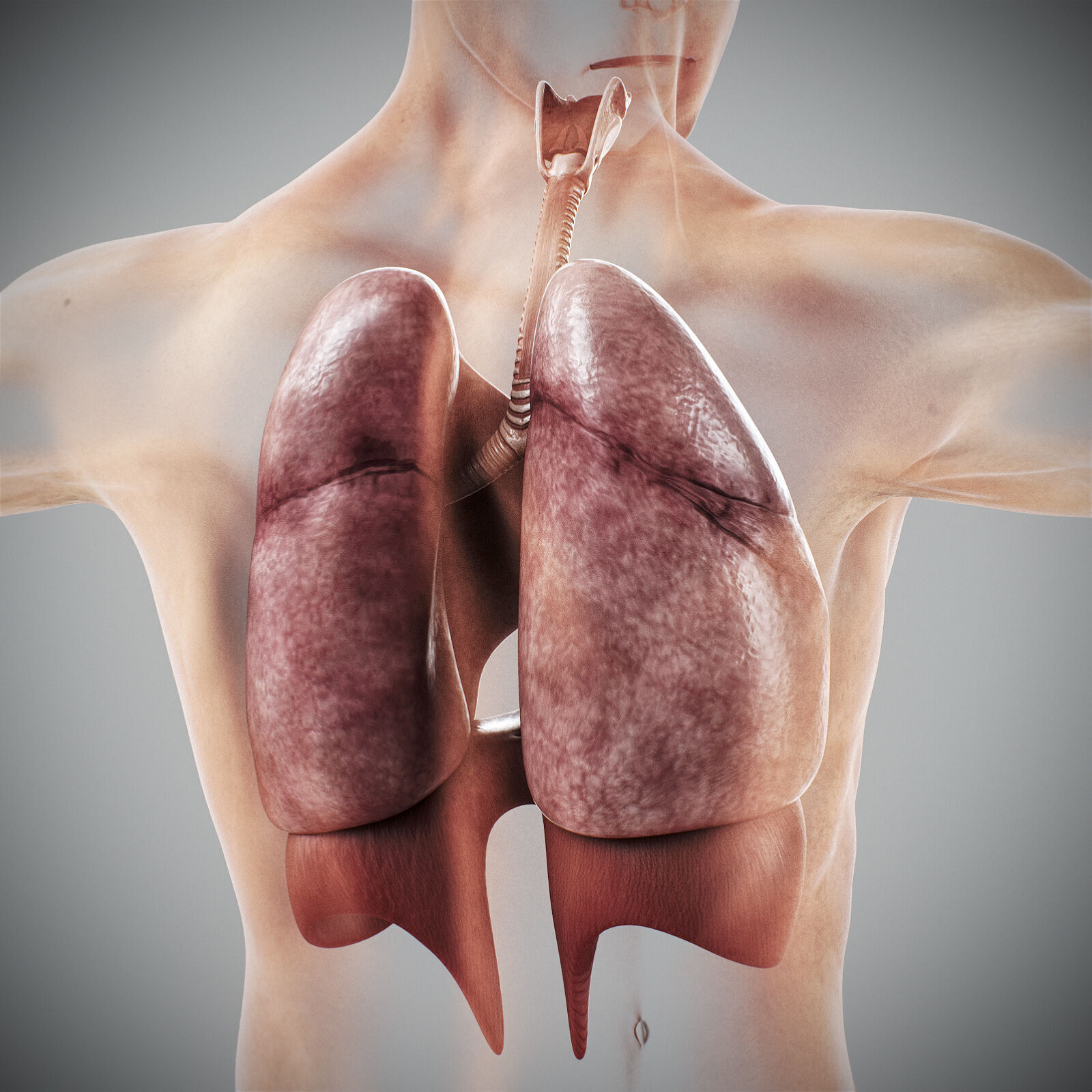 Human Male Respiratory Anatomy 3D model_15
