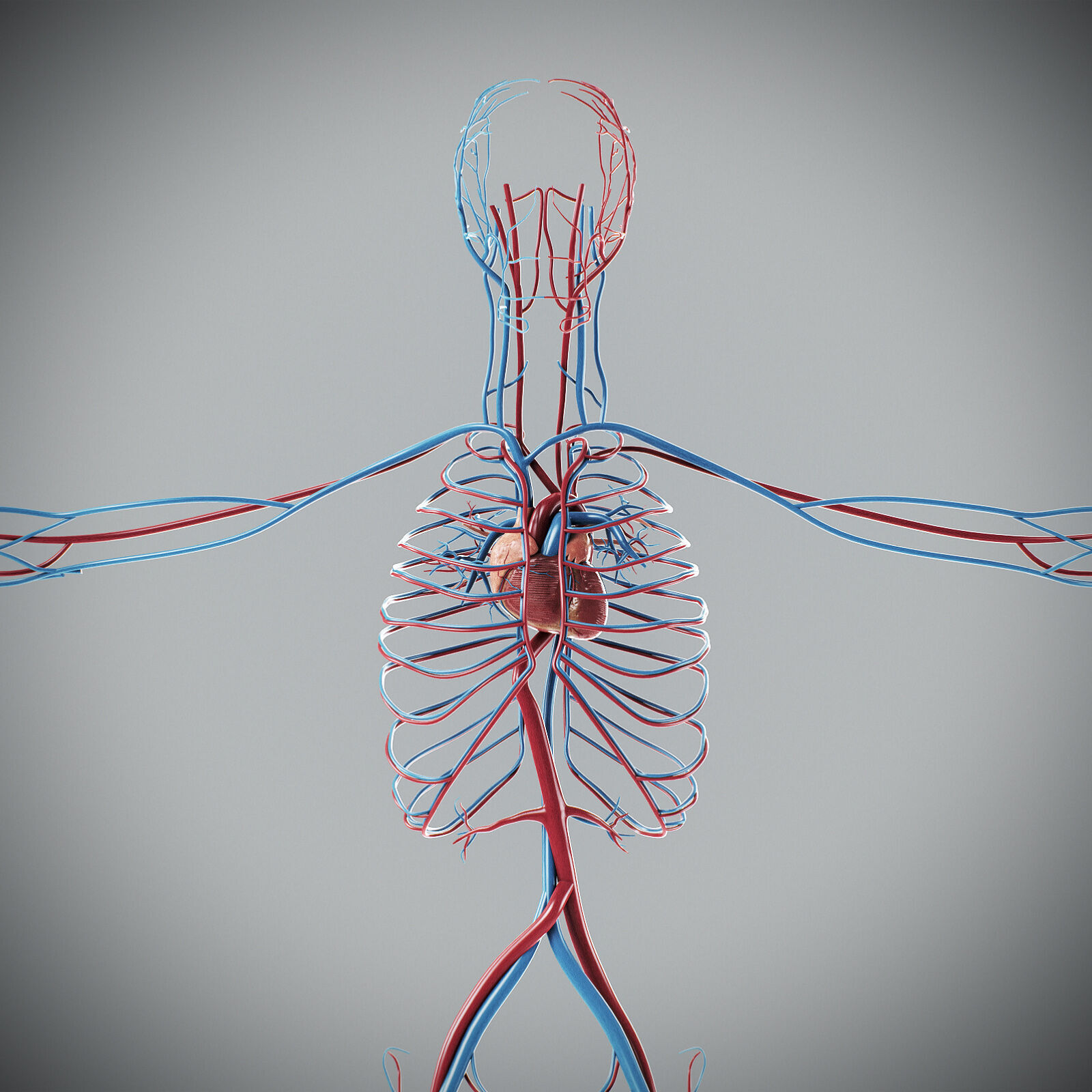 Human Male Circulatory Anatomy 3D model_9