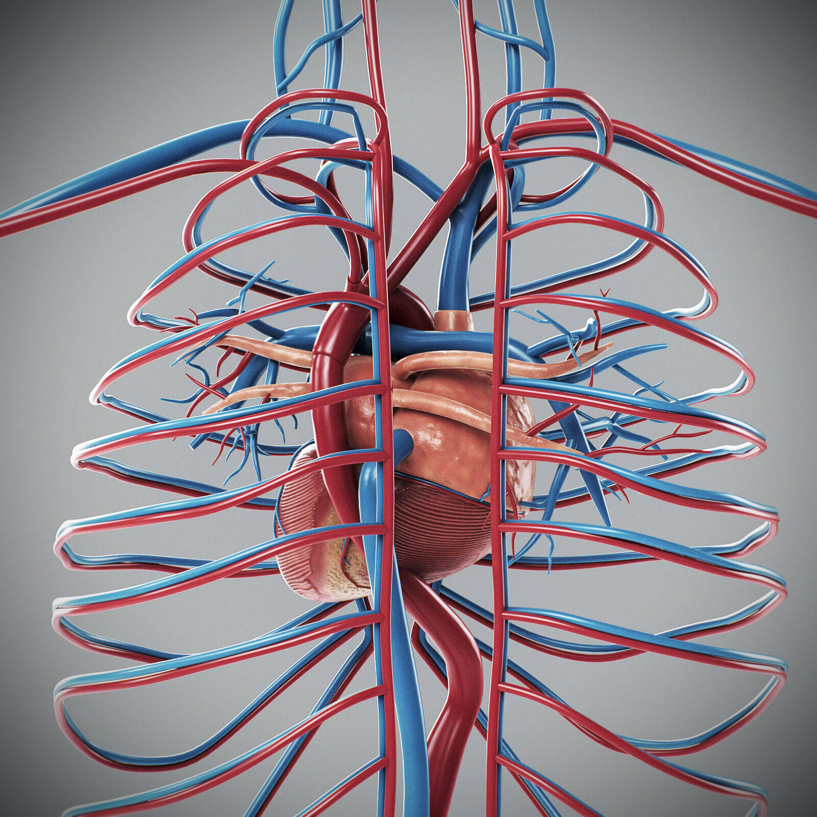 Human Male Circulatory Anatomy 3D model_16