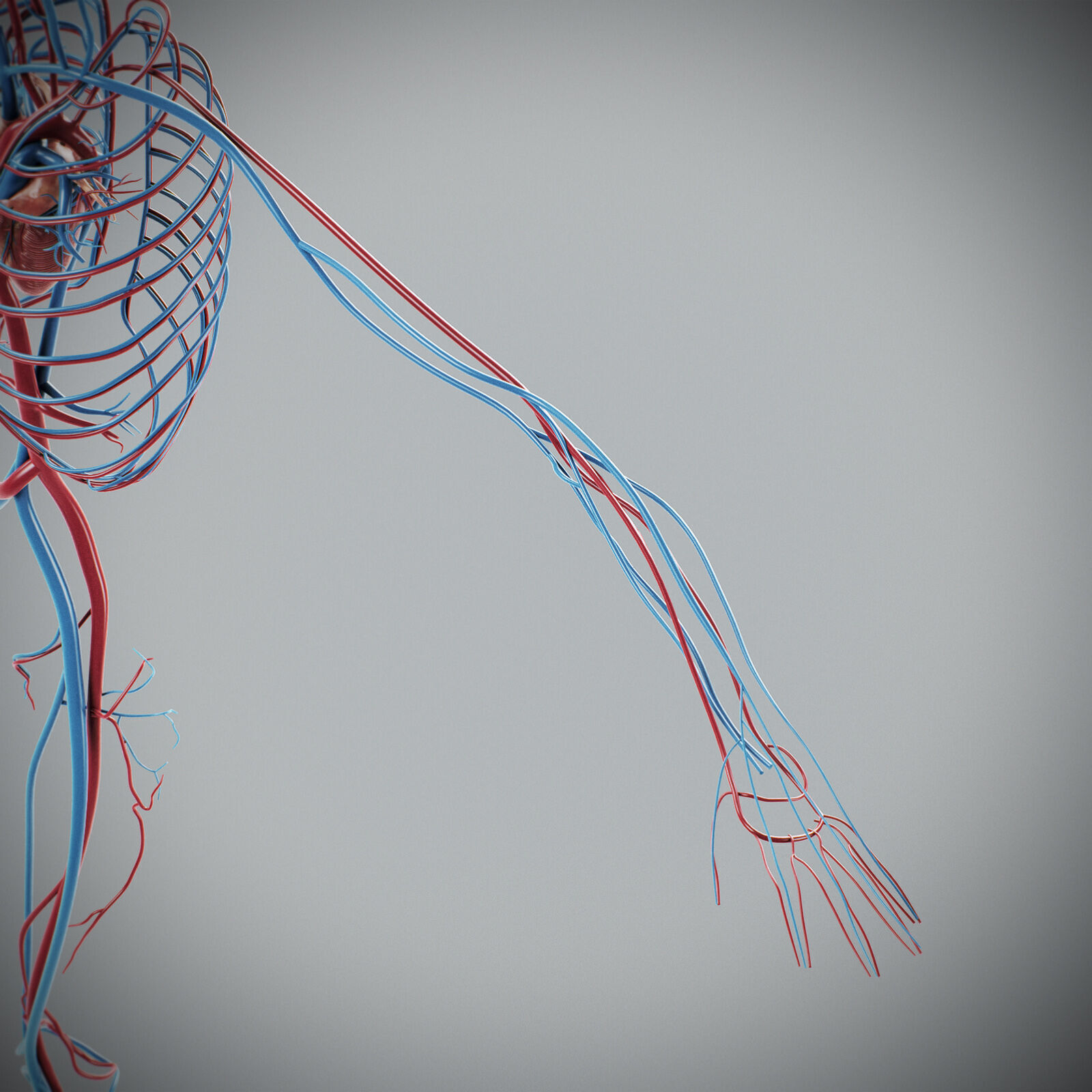 Human Male Circulatory Anatomy 3D model_23
