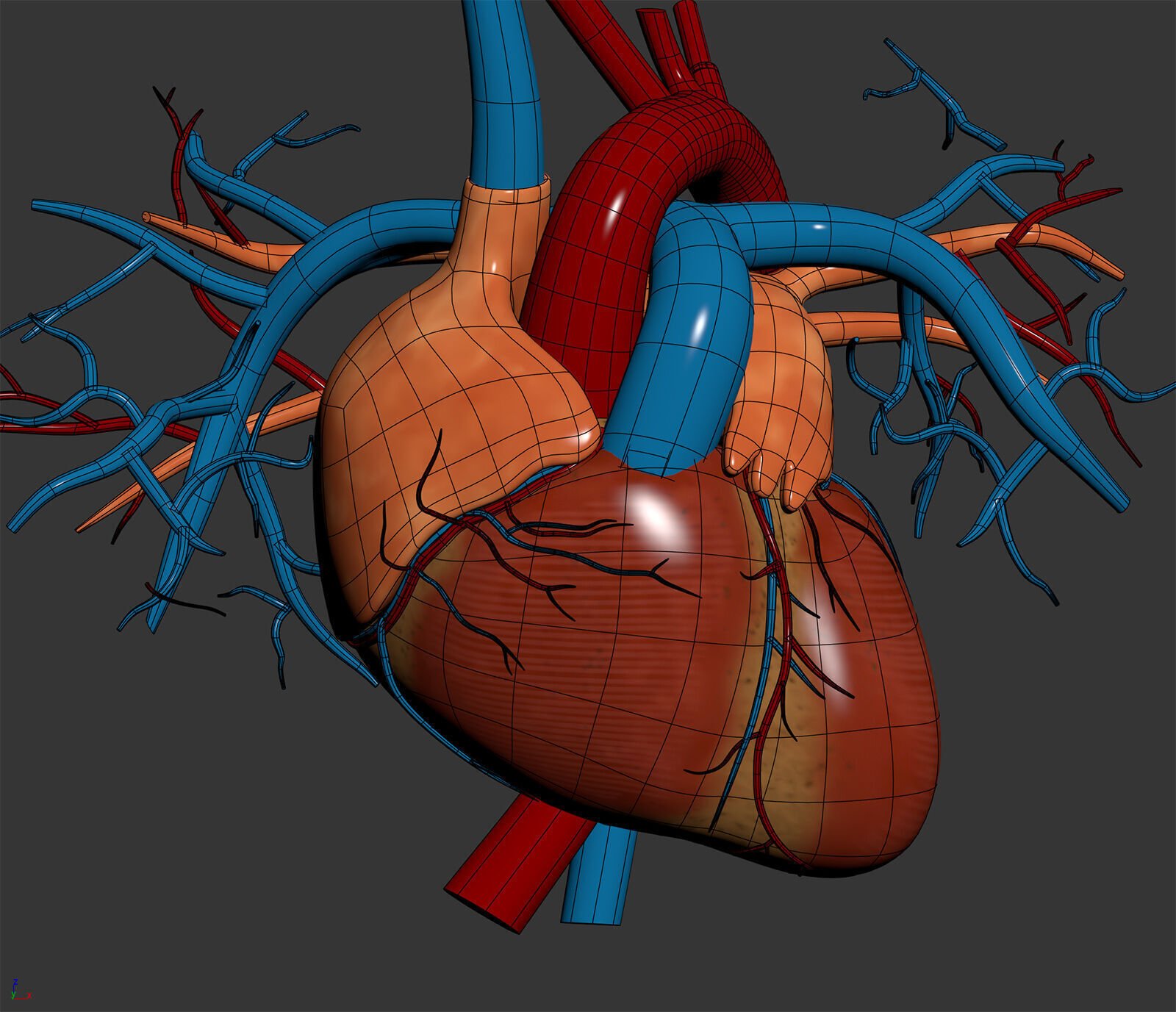 Human Male Circulatory Anatomy 3D model_5